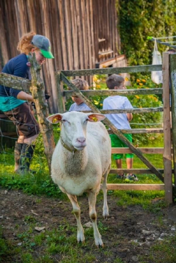Appartamento Einkehrhof Poggau Reinsberg Esterno foto